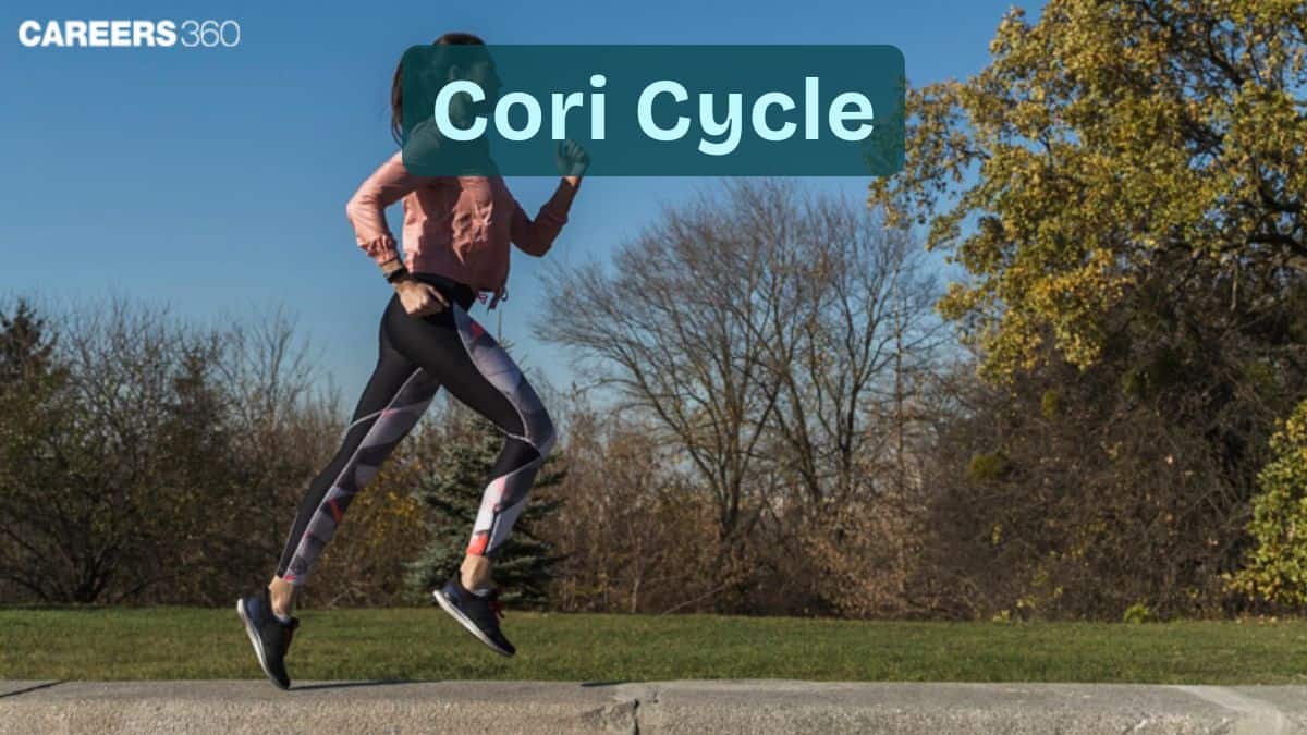 Cori Cycle: Purpose, Process, Importance, Key Steps, Regulations